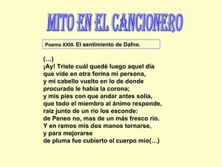 mito en el cancionero (…) ¡Ay! Triste cuál quedé luego aquel día que vide en otra forma mi persona, y mi cabello vuelto en lo de donde procurado le había la corona; y mis pies con que andar antes solía, que todo el miembro al ánimo responde, raíz junto de un río los esconde: de Peneo no, mas de un más fresco río. Y en ramos mis dos manos tornarse, y para mejorarse  de pluma fue cubierto el cuerpo mío(…) Poema XXIII.  El sentimiento de Dafne.   