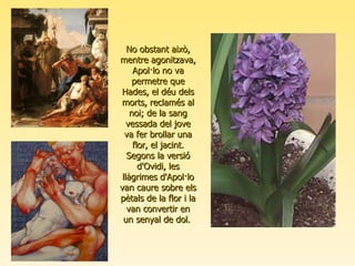 No obstant això, mentre agonitzava, Apol · lo no va permetre que Hades, el déu dels morts, reclamés al noi; de la sang vessada del jove va fer brollar una flor, el jacint. Segons la versió d'Ovidi, les llàgrimes d'Apol · lo van caure sobre els pètals de la flor i la van convertir en un senyal de dol.  