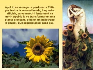Apol·lo es va negar a perdonar a Clitia per trair a la seva estimada, i aquesta, afligida, es va marcir i lentament va morir. Apol·lo la va transformar en una planta d'encens, o bé en un heliotropo o girasol, que segueix al sol cada dia.  