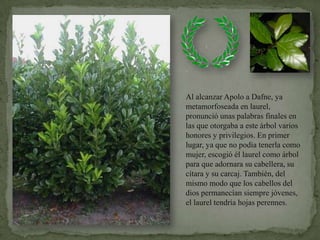 Al alcanzar Apolo a Dafne, ya metamorfoseada en laurel, pronunció unas palabras finales en las que otorgaba a este árbol varios honores y privilegios. En primer lugar, ya que no podía tenerla como mujer, escogió él laurel como árbol para que adornara su cabellera, su cítara y su carcaj. También, del mismo modo que los cabellos del dios permanecían siempre jóvenes, el laurel tendría hojas perennes.