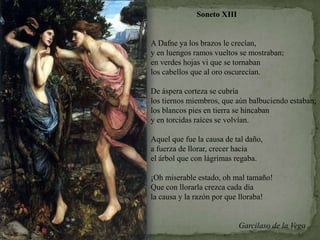                       Soneto XIII  A Dafne ya los brazos le crecían, y en luengos ramos vueltos se mostraban; en verdes hojas vi que se tornaban los cabellos que al oro oscurecían. De áspera corteza se cubría  los tiernos miembros, que aún balbuciendo estaban; los blancos pies en tierra se hincaban y en torcidas raíces se volvían. Aquel que fue la causa de tal daño, a fuerza de llorar, crecer hacía  el árbol que con lágrimas regaba. ¡Oh miserable estado, oh mal tamaño! Que con llorarla crezca cada día la causa y la razón por que lloraba!                                              Garcilaso de la Vega