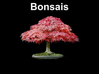 Bonsais
 