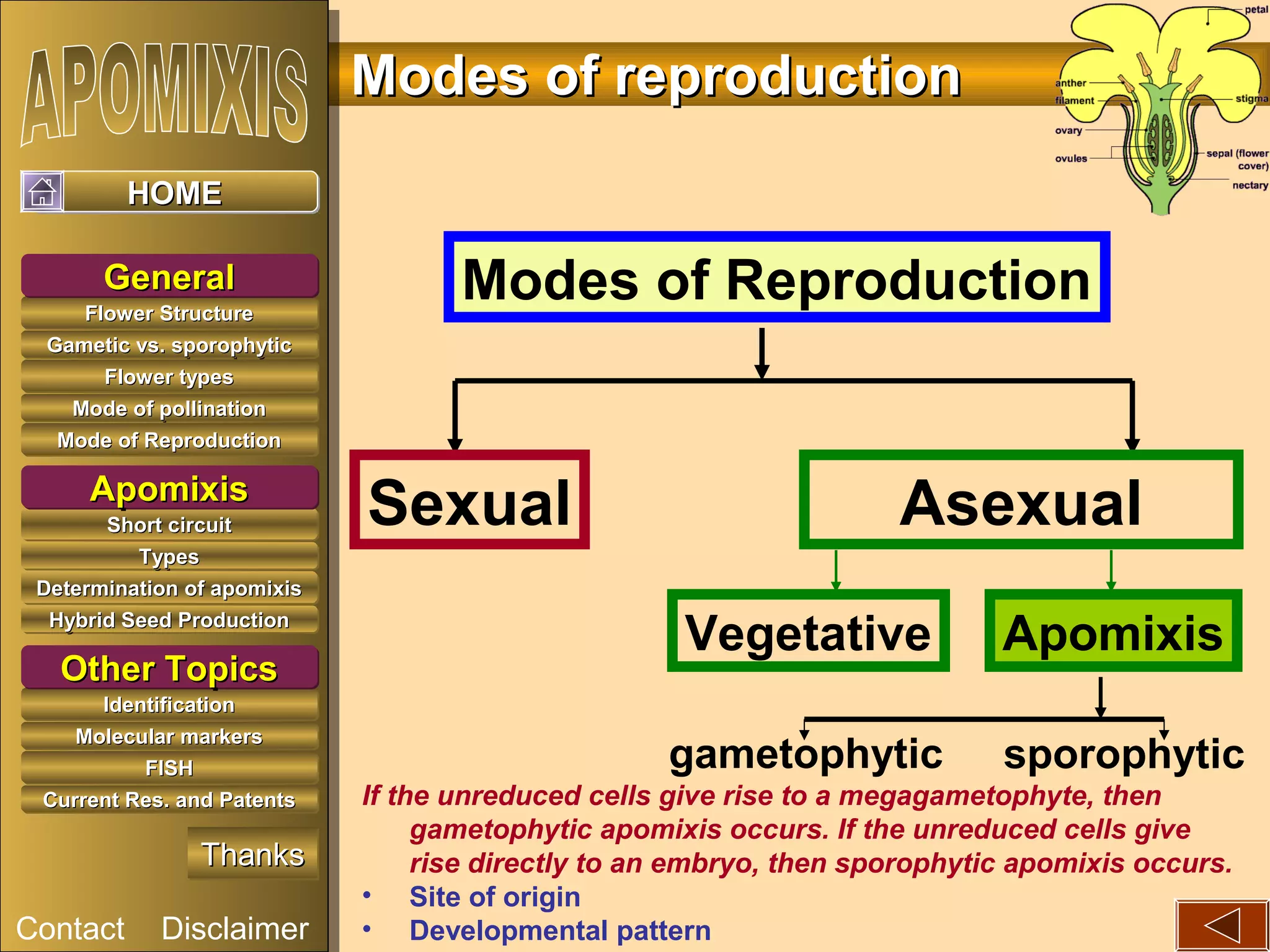 Apomixis | PPT