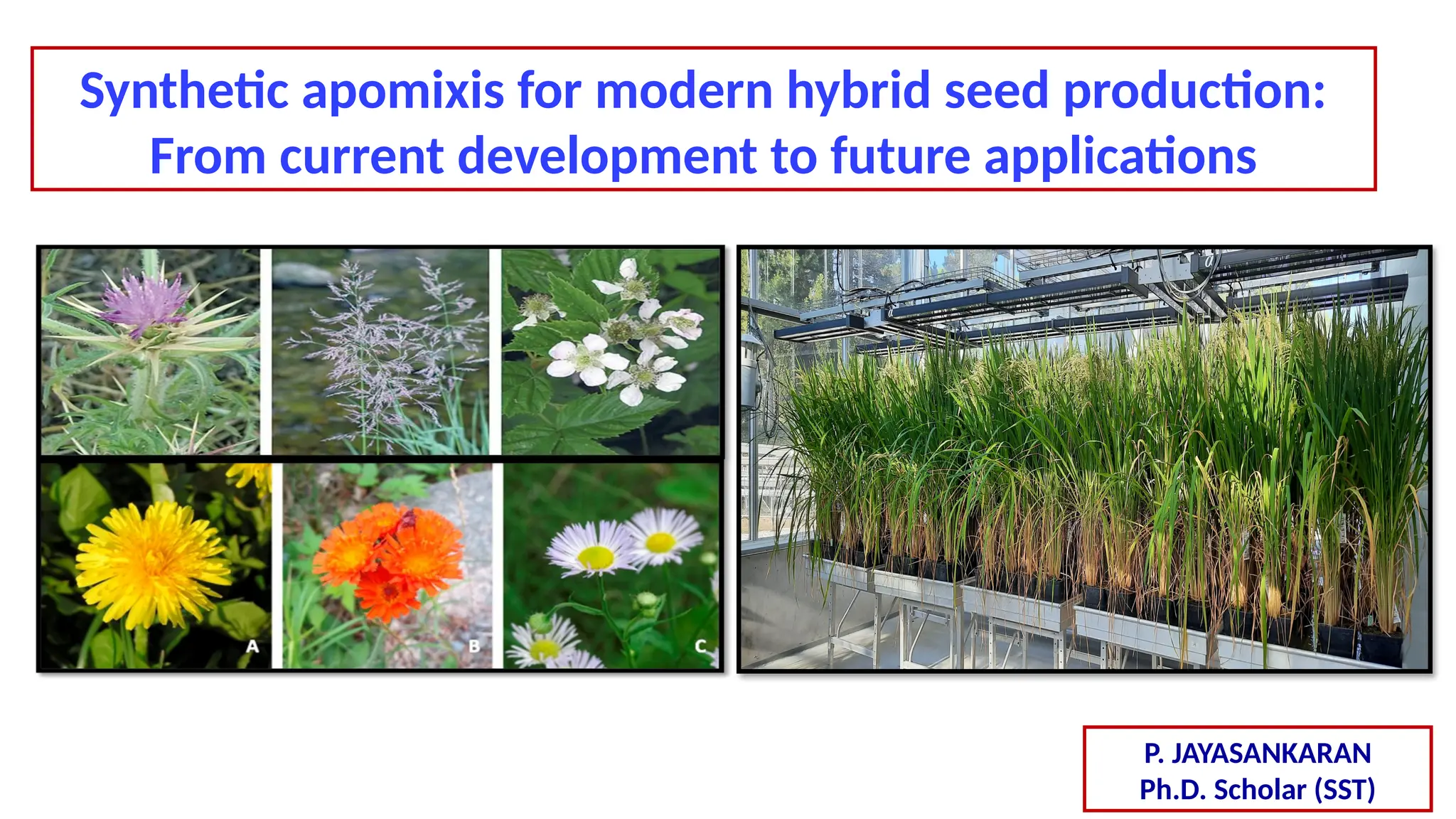 Synthetic apomixis for modern hybrid seed production: From current ...