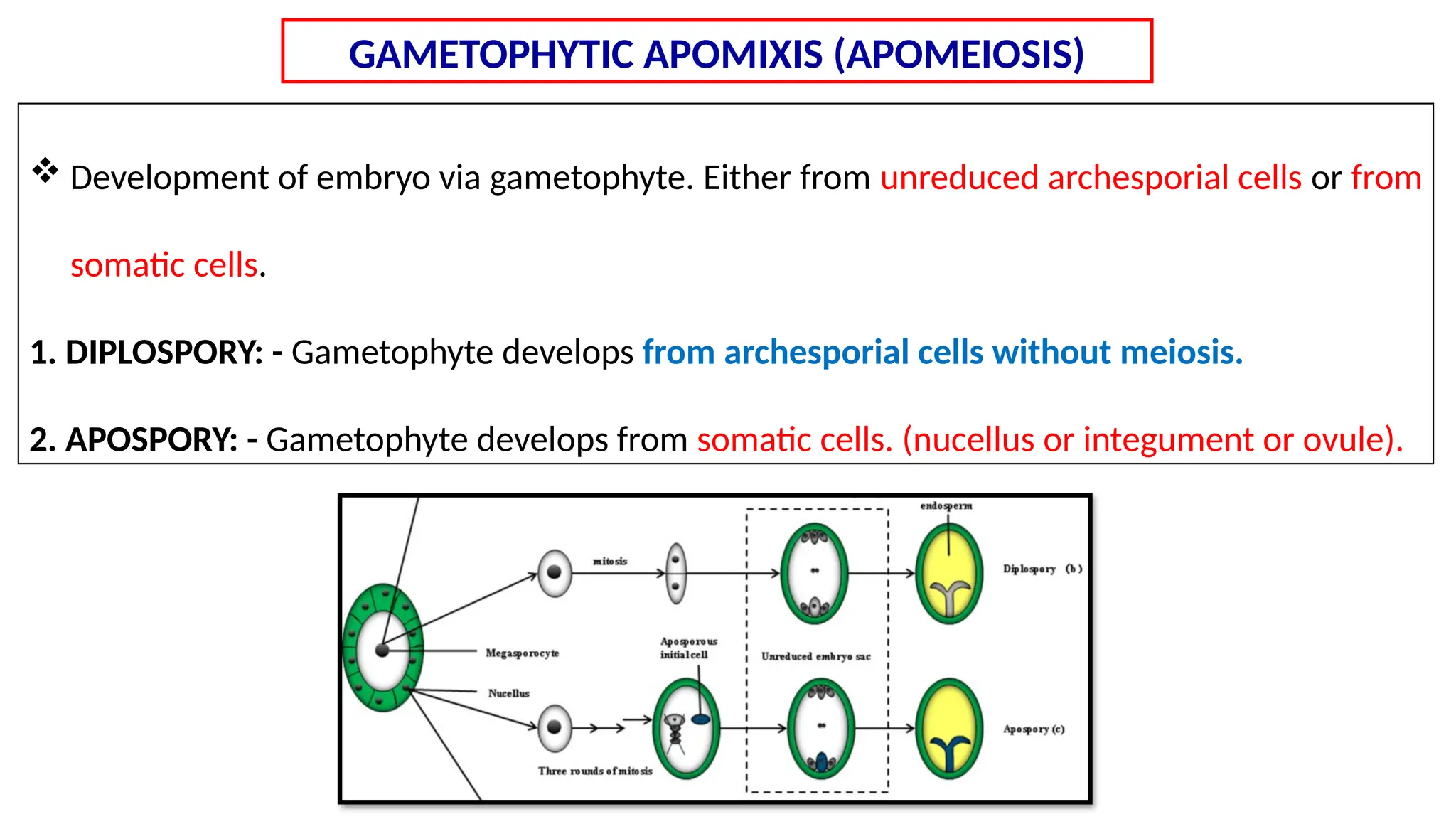 Synthetic apomixis for modern hybrid seed production: From current ...