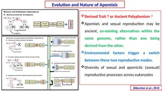 Synthetic apomixis for modern hybrid seed production: From current ...