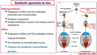 Synthetic apomixis for modern hybrid seed production: From current ...