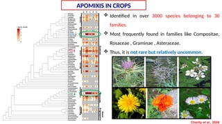Synthetic apomixis for modern hybrid seed production: From current ...