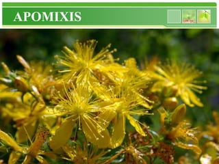 APOMIXIS




www.themegallery.com
 