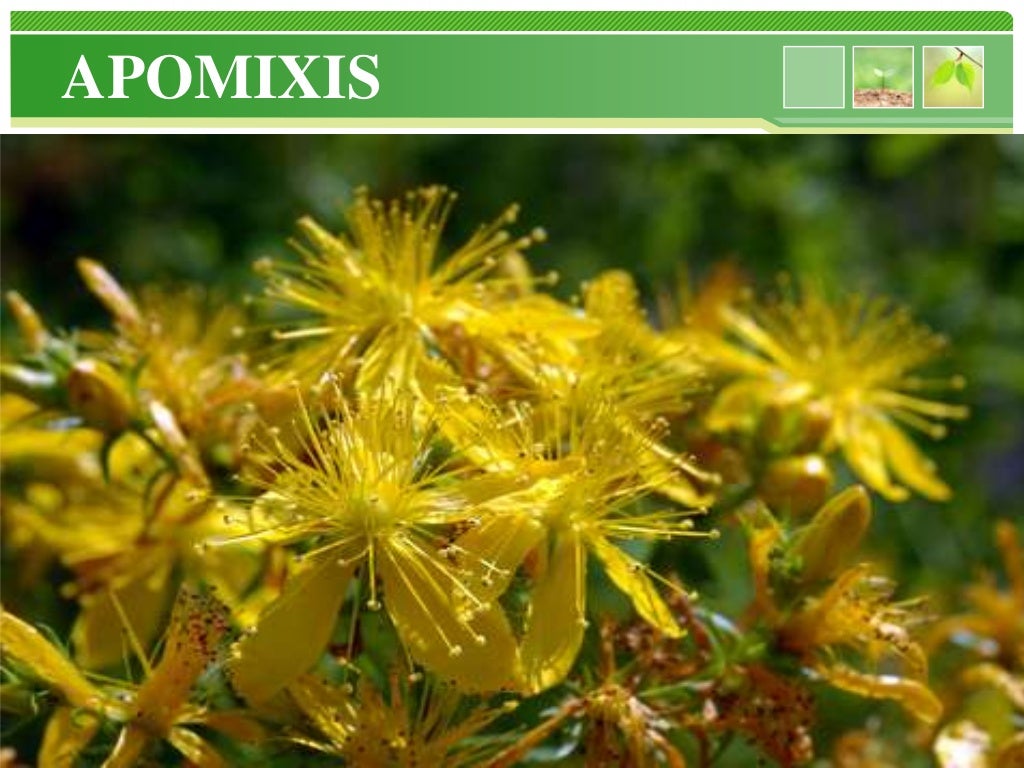 Apomixis[1]