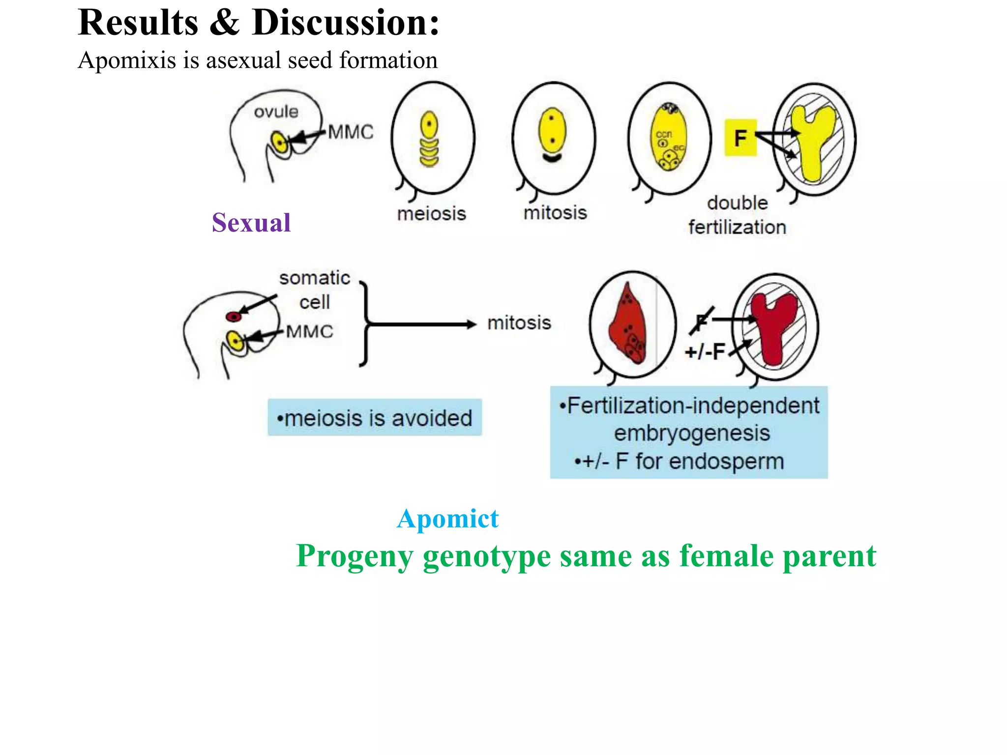 Apomixis and its application in horticulture | PPTX
