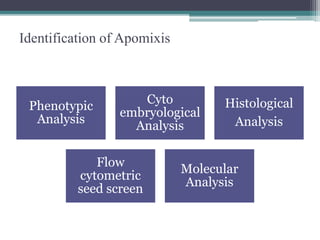 Apomixis | PPTX