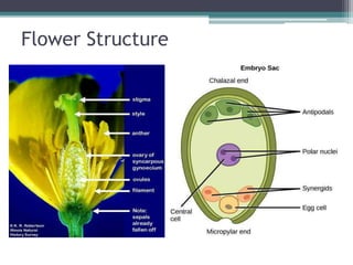 Apomixis | PPTX