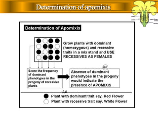 Determination of apomixis
aa
AA
aa
Contact Disclaimer
 