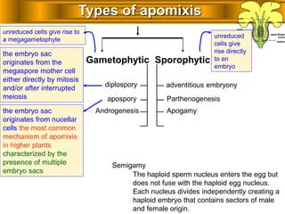 Gametophytic Sporophytic
Types of apomixis
unreduced
cells give
rise directly
to an
embryo
unreduced cells give rise to
a megagametophyte
adventitious embryonydiplospory
apospory
the embryo sac
originates from the
megaspore mother cell
either directly by mitosis
and/or after interrupted
meiosis
the embryo sac
originates from nucellar
cells the most common
mechanism of apomixis
in higher plants
characterized by the
presence of multiple
embryo sacs
Parthenogenesis
ApogamyAndrogenesis
The haploid sperm nucleus enters the egg but
does not fuse with the haploid egg nucleus.
Each nucleus divides independently creating a
haploid embryo that contains sectors of male
and female origin.
Semigamy
 