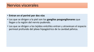 Nervios viscerales
• Entran en el periné por dos vías
• Los que se dirigen a la piel son los ganglios posganglionares que
llegan a la región del nervio pudendo.
• Los que se dirigen a los tejidos eréctiles entran y atraviesan el espacio
perineal profundo del plexo hipogástrico de la cavidad pélvica.
 
