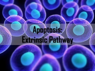 Apoptosis:
Extrinsic Pathway

BITS Pilani, Deemed to be University under Section 3 of UGC Act, 1956

 