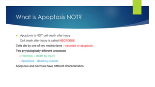 What is Apoptosis NOT? 
 Apoptosis is NOT cell death after injury 
Cell death after injury is called NECROSIS 
Cells die by one of two mechanisms – necrosis or apoptosis 
Two physiologically different processes 
– Necrosis – death by injury 
– Apoptosis – death by suicide 
Apoptosis and necrosis have different characteristics 
 