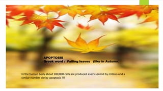 APOPTOSIS 
Greek word : Falling leaves (like in Autumn) 
In the human body about 100,000 cells are produced every second by mitosis and a 
similar number die by apoptosis !!! 
 