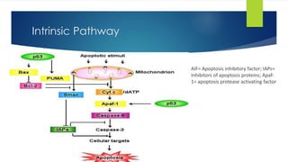 Intrinsic Pathway 
AIF= Apoptosis inhibitory factor; IAPs= 
Inhibitors of apoptosis proteins; Apaf- 
1= apoptosis protease activating factor 
 