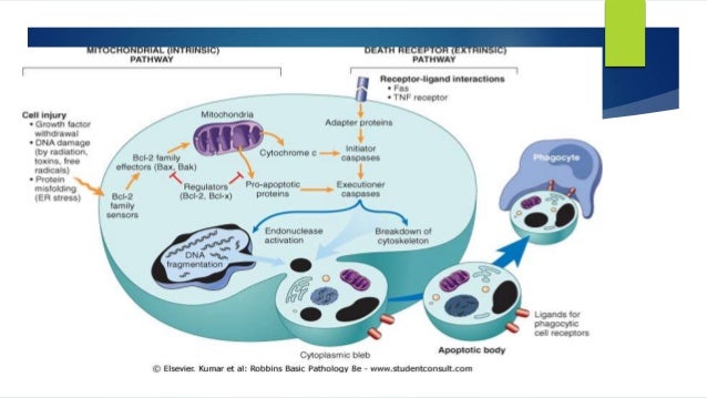 Apoptosis