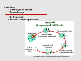Las células:
    Disminuyen de tamaño
    Se condensan

   Se fragmentan
   Liberando cuerpos apoptoticos




                            http://www-micro.msb.le.ac.uk/3035/kalmakoff/baculo/pics/Apoptosis.gif
 