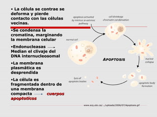 • La célula se contrae se
deforma y pierde
contacto con las células
vecinas.
•Se condensa la
cromatina, marginando
la membrana celular
•Endonucleasas
Median el clivaje del
DNA internucleosomal
•La membrana
plasmática es
desprendida
•La célula es
fragmentada dentro de
una membrana
compacta      cuerpos
apoptoticos
                            www.scq.ubc.ca/.../uploads/2006/07/Apoptosis.gif
 