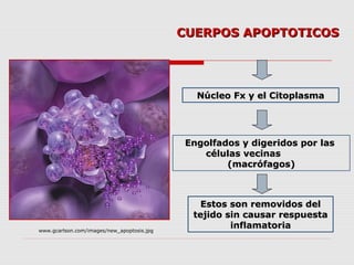 CUERPOS APOPTOTICOS




                                              Núcleo Fx y el Citoplasma




                                            Engolfados y digeridos por las
                                               células vecinas
                                                    (macrófagos)



                                               Estos son removidos del
                                             tejido sin causar respuesta
www.gcarlson.com/images/new_apoptosis.jpg
                                                     inflamatoria
 