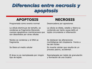 Diferencias entre necrosis y
           apoptosis
       APOPTOSIS                                NECROSIS
Programada como evento normal          Desencadena por agresiones

La célula disminuye de tamaño, se      La célula se dilata, estalla y libera su
condensa se fragmenta liberando        contenido por tanto causa daño al
cuerpos apoptoticos membranosos que    tejido circundante e inflamación
son absorbidos por otras células


Núcleo se condensa y el DNA se         Se destacan las alteraciones
fragmenta                              morfológicas del citoplasma frente a
                                       las del núcleo
Se libera al medio celular             Es muerte celular que resulta de un
                                       proceso pasivo, accidental .


El área no es reemplazada por ningún   Reemplazada por tejido de granulación
tipo de tejido.                        y formación de una cicatriz
 