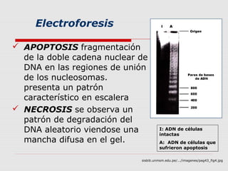 Electroforesis

 APOPTOSIS fragmentación
  de la doble cadena nuclear de
  DNA en las regiones de unión
  de los nucleosomas.
  presenta un patrón
  característico en escalera
 NECROSIS se observa un
  patrón de degradación del
  DNA aleatorio viendose una           I: ADN de células
                                       intactas
  mancha difusa en el gel.             A: ADN de células que
                                       sufrieron apoptosis

                             sisbib.unmsm.edu.pe/.../imagenes/pag43_fig4.jpg
 