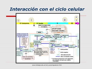 Interacción con el ciclo celular




         www.biologia.edu.ar/cel_euca/regulacion.htm
 