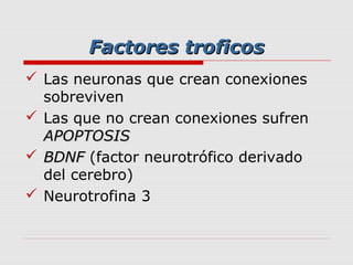 Factores troficos
 Las neuronas que crean conexiones
  sobreviven
 Las que no crean conexiones sufren
  APOPTOSIS
 BDNF (factor neurotrófico derivado
  del cerebro)
 Neurotrofina 3
 