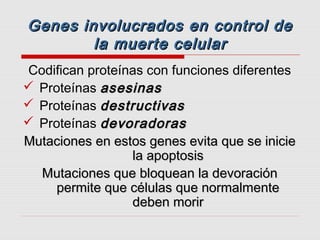 Genes involucrados en control de
        la muerte celular
Codifican proteínas con funciones diferentes
 Proteínas asesinas
 Proteínas destructivas
 Proteínas devoradoras
Mutaciones en estos genes evita que se inicie
                 la apoptosis
  Mutaciones que bloquean la devoración
     permite que células que normalmente
                 deben morir
 