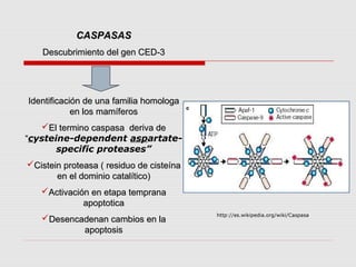 CASPASAS
   Descubrimiento del gen CED-3




Identificación de una familia homologa
            en los mamíferos
   El termino caspasa deriva de
“cysteine-dependent aspartate-
       specific proteases”
Cistein proteasa ( residuo de cisteína
       en el dominio catalítico)
   Activación en etapa temprana
             apoptotica
                                          http://es.wikipedia.org/wiki/Caspasa
   Desencadenan cambios en la
           apoptosis
 