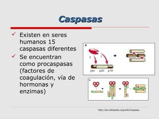 Caspasas
 Existen en seres
  humanos 15
  caspasas diferentes
 Se encuentran
  como procaspasas
  (factores de
  coagulación, vía de
  hormonas y
  enzimas)


                        http://es.wikipedia.org/wiki/Caspasa
 
