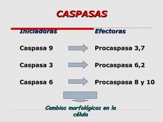 CASPASAS
Iniciadoras              Efectoras

Caspasa 9                Procaspasa 3,7

Caspasa 3                Procaspasa 6,2

Caspasa 6                Procaspasa 8 y 10



       Cambios morfológicos en la
                célula
 