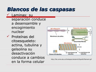 Blancos de las caspasas
 Laminas: su
  Laminas
  separación conduce
  a desensamble y
  encogimiento
  nuclear
 Proteínas del
  citoesqueleto:
  citoesqueleto
  actina, tubulina y
  gelsolina su
  desactivación
  conduce a cambios     http://fai.unne.edu.ar/biologia/celulamit/figcelit/filament.gif

  en la forma celular
 