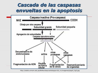 Cascada de las caspasas
envueltas en la apoptosis




 http://sisbib.unmsm.edu.pe/BVRevistas/cardiologia/v26_n1/imagenes/pag42_fig3.jpg
 