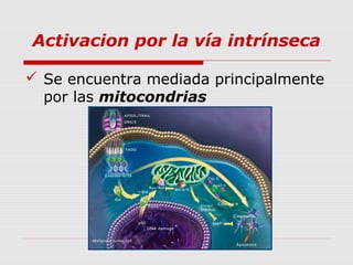 Activacion por la vía intrínseca

 Se encuentra mediada principalmente
  por las mitocondrias
 