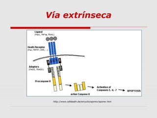 Vía extrínseca




 http://www.celldeath.de/encyclo/aporev/aporev.htm
 