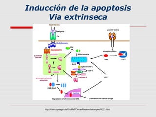 Inducción de la apoptosis
     Via extrinseca




    http://claim.springer.de/EncRef/CancerResearch/samples/0003.htm
 