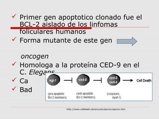  Primer gen apoptotico clonado fue el
  BCL-2 aislado de los linfomas
  foliculares humanos
 Forma mutante de este gen

  oncogen
 Homologa a la proteína CED-9 en el
  C. Elegans
 Ca
 Bad

                http://www.celldeath.de/encyclo/aporev/aporev.htm
 