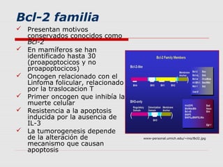 Bcl-2 familia
 Presentan motivos
  conservados conocidos como
  Bcl-2
 En mamíferos se han
  identificado hasta 30
  (proapoptocicos y no
  proapoptocicos)
 Oncogen relacionado con el
  Linfoma folicular, relacionado
  por la traslocacion T
 Primer oncogen que inhibía la
  muerte celular
 Resistencia a la apoptosis
  inducida por la ausencia de
  IL-3
 La tumorogenesis depende
  de la alteración de              www-personal.umich.edu/~ino/Bcl2.jpg

  mecanismo que causan
  apoptosis
 