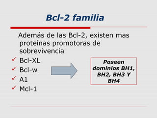 Bcl-2 familia

  Además de las Bcl-2, existen mas
  proteínas promotoras de
  sobrevivencia
 Bcl-XL                   Poseen
 Bcl-w                 dominios BH1,
                         BH2, BH3 Y
 A1                         BH4
 Mcl-1
 