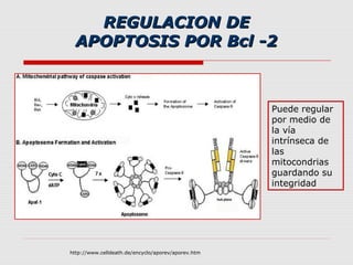 REGULACION DE
  APOPTOSIS POR Bcl -2



                                                    Puede regular
                                                    por medio de
                                                    la vía
                                                    intrínseca de
                                                    las
                                                    mitocondrias
                                                    guardando su
                                                    integridad




http://www.celldeath.de/encyclo/aporev/aporev.htm
 