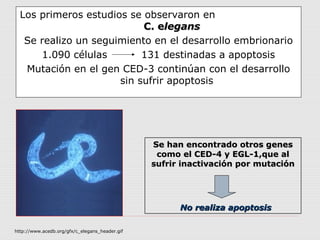 Los primeros estudios se observaron en
                           C. elegans
   Se realizo un seguimiento en el desarrollo embrionario
      1.090 células        131 destinadas a apoptosis
   Mutación en el gen CED-3 continúan con el desarrollo
                      sin sufrir apoptosis




                                                Se han encontrado otros genes
                                                 como el CED-4 y EGL-1,que al
                                                sufrir inactivación por mutación




                                                      No realiza apoptosis

http://www.acedb.org/gfx/c_elegans_header.gif
 