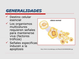 GENERALIDADES
 Destino celular
  esencial
 Los organismos
  multicelures
  requieren señales
  para mantenerse
  viva (factores
  tróficos)
 Señales especificas
  inducen a la
  apoptosis             http://html.rincondelvago.com/files/6/5/8/000606580.jpg
 