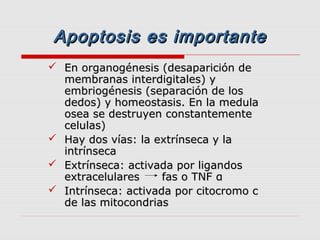 Apoptosis es importante
 En organogénesis (desaparición de
  membranas interdigitales) y
  embriogénesis (separación de los
  dedos) y homeostasis. En la medula
  osea se destruyen constantemente
  celulas)
 Hay dos vías: la extrínseca y la
  intrínseca
 Extrínseca: activada por ligandos
  extracelulares     fas o TNF α
 Intrínseca: activada por citocromo c
  de las mitocondrias
 
