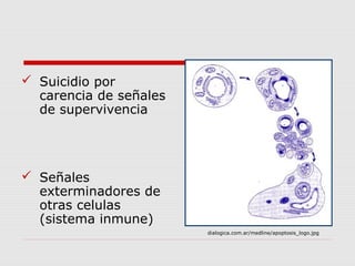  Suicidio por
  carencia de señales
  de supervivencia




 Señales
  exterminadores de
  otras celulas
  (sistema inmune)
                        dialogica.com.ar/medline/apoptosis_logo.jpg
 