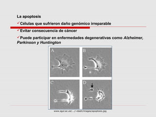 La apoptosis
Células que sufrieron daño genómico irreparable
Evitar consecuencia de cáncer
Puede participar en enfermedades degenerativas como Alzheimer,
Parkinson y Huntington




                  www.sgul.ac.uk/.../~dash/images/apoptosis.jpg
 